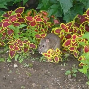 Brown rat in the flowerbed