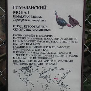 Example of the species info board (Himalayan monal)