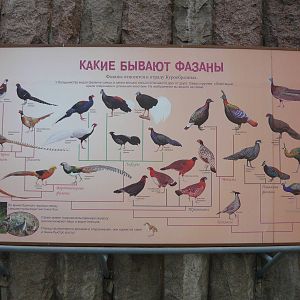 Diversity of pheasants and their kin