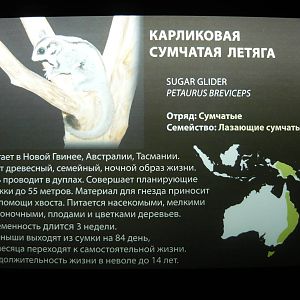 Example of the species info board (Sugar glider)