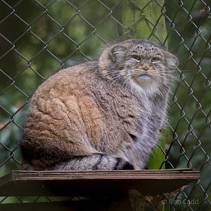Pallas cat : Cotswold WP : 25 Oct 2014