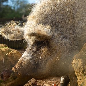 Mangalitza / woolly pig : Cotswold WP : 25 Oct 2014