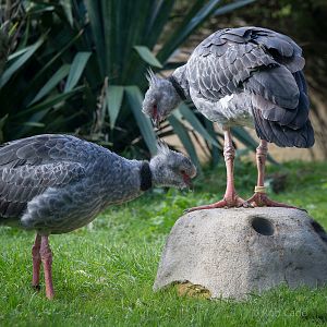 Crested screamer : Cotswold WP : 25 Oct 2014
