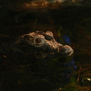 Cuvier's Dwarf Caiman at Blue Planet, 10/12/14