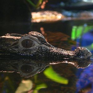 Cuvier's Dwarf Caiman at Blue Planet, 10/12/14