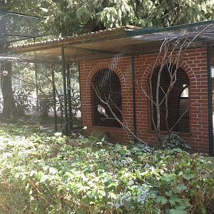 Barbary dove aviary