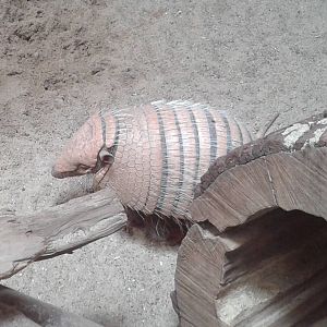 Armadillo species
