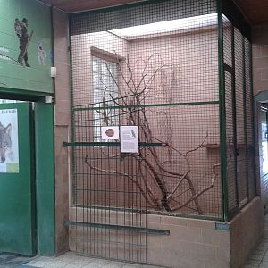 Aviary Amazone parrot