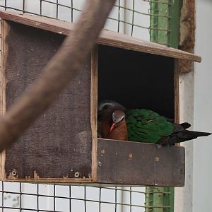 Emerald doves at the nest