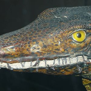 Sewn lipped monitor lizard