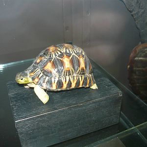 Mounted Radiated tortoise