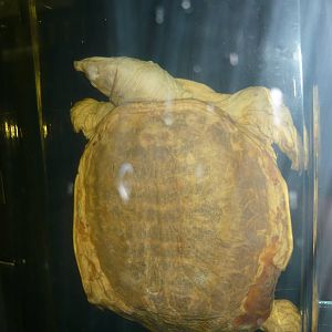 Softshell turtle wet specimen