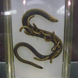 Pregnant Slow worm wet specimen