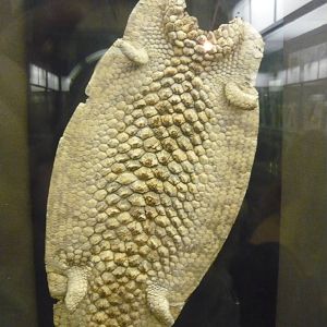 Tiliqua rugosa skin