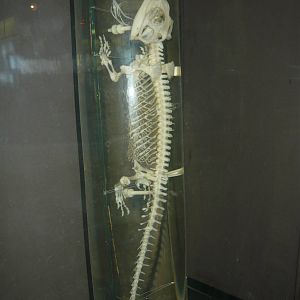 Tuatara skeleton
