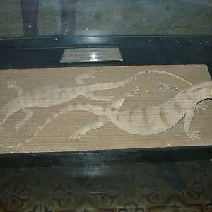 Mounted Caspian monitors