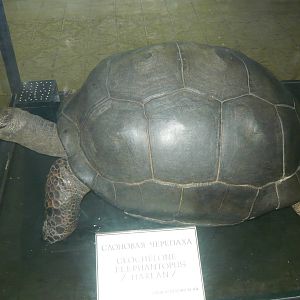 Mounted Galapagos tortoise