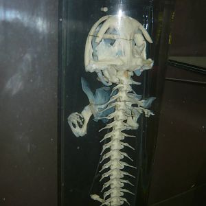 Giant salamander skeleton