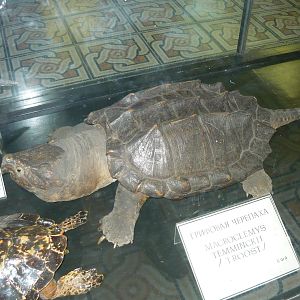 Mounted Alligator snapping turtle