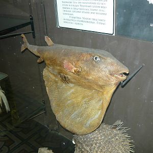 Mounted Pufferfish
