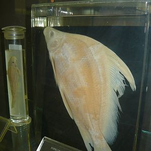 Myxocyprinus asiaticus wet specimen