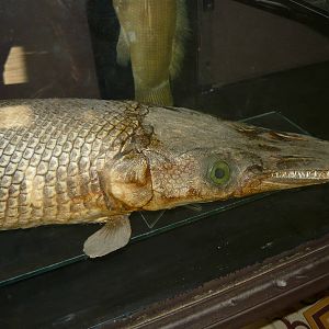 Mounted Gar