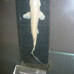 Pseudoscaphirhynchus fedtschenkoi wet specimen