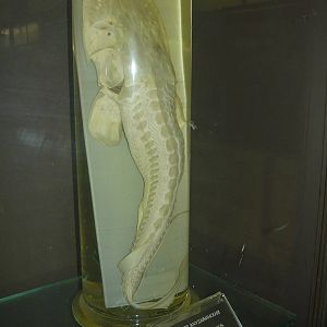 Pseudoscaphirhynchus kaufmanni wet specimen