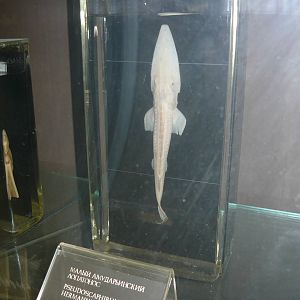 Pseudoscaphirhynchus hermanni wet specimen