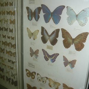 Part of Lepidoptera collection