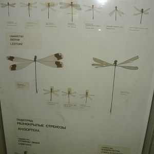 Part of Odonata collection