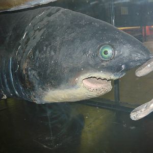 Derp mounted Mackerel shark