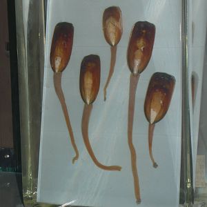 Lingula wet specimens