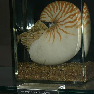 Nautilus pompilius wet specimen
