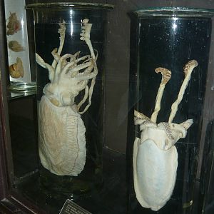 Cuttlefishes wet specimens