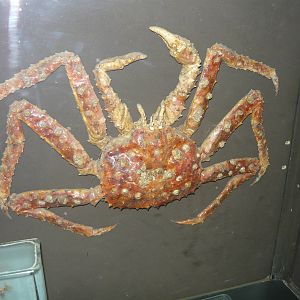 Kamchatka crab (Paralithodes camtschaticus)