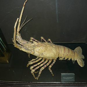 European spiny lobster (Palinurus vulgaris)