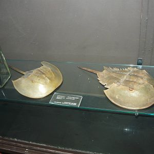 Horseshoe crabs