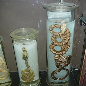 Elapidae wet specimens