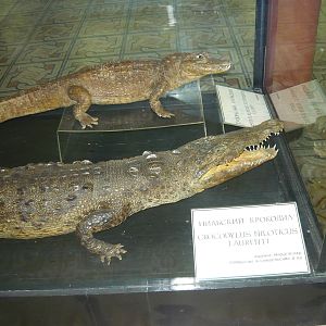 Mounted Nile crocodile and Dwarf crocodile