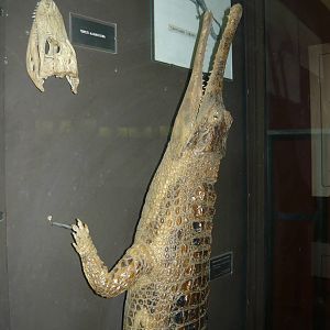 Mounted Gharial