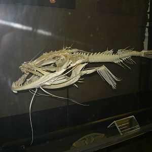 Angler skeleton