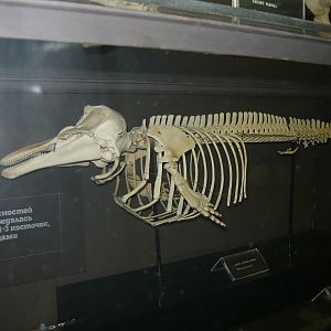 Porpoise skeleton