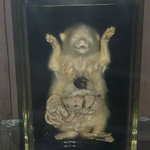 Kitten internal anatomy wet specimen