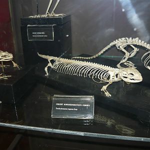 Shingleback skeleton