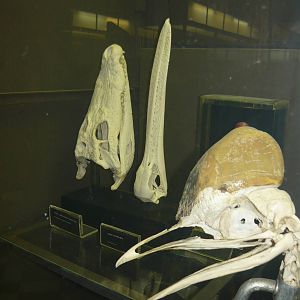 Crocodile, Pelican and Cassowary skulls