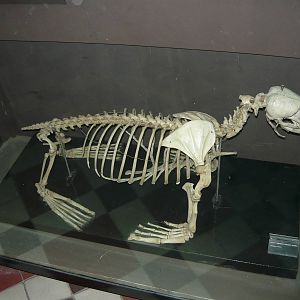 Northen fur seal skeleton