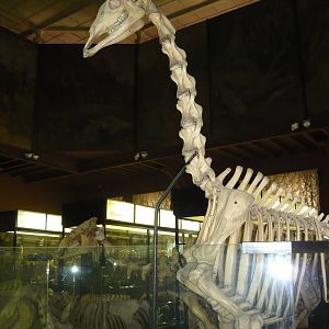 Giraffe skeleton