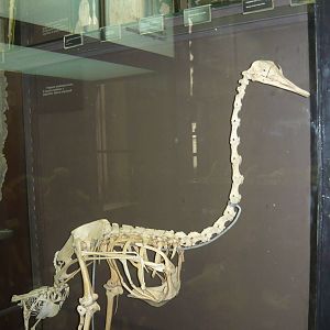 Rhea skeleton
