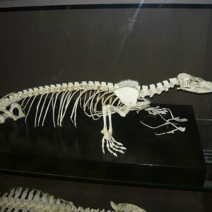 Monitor lizard skeleton